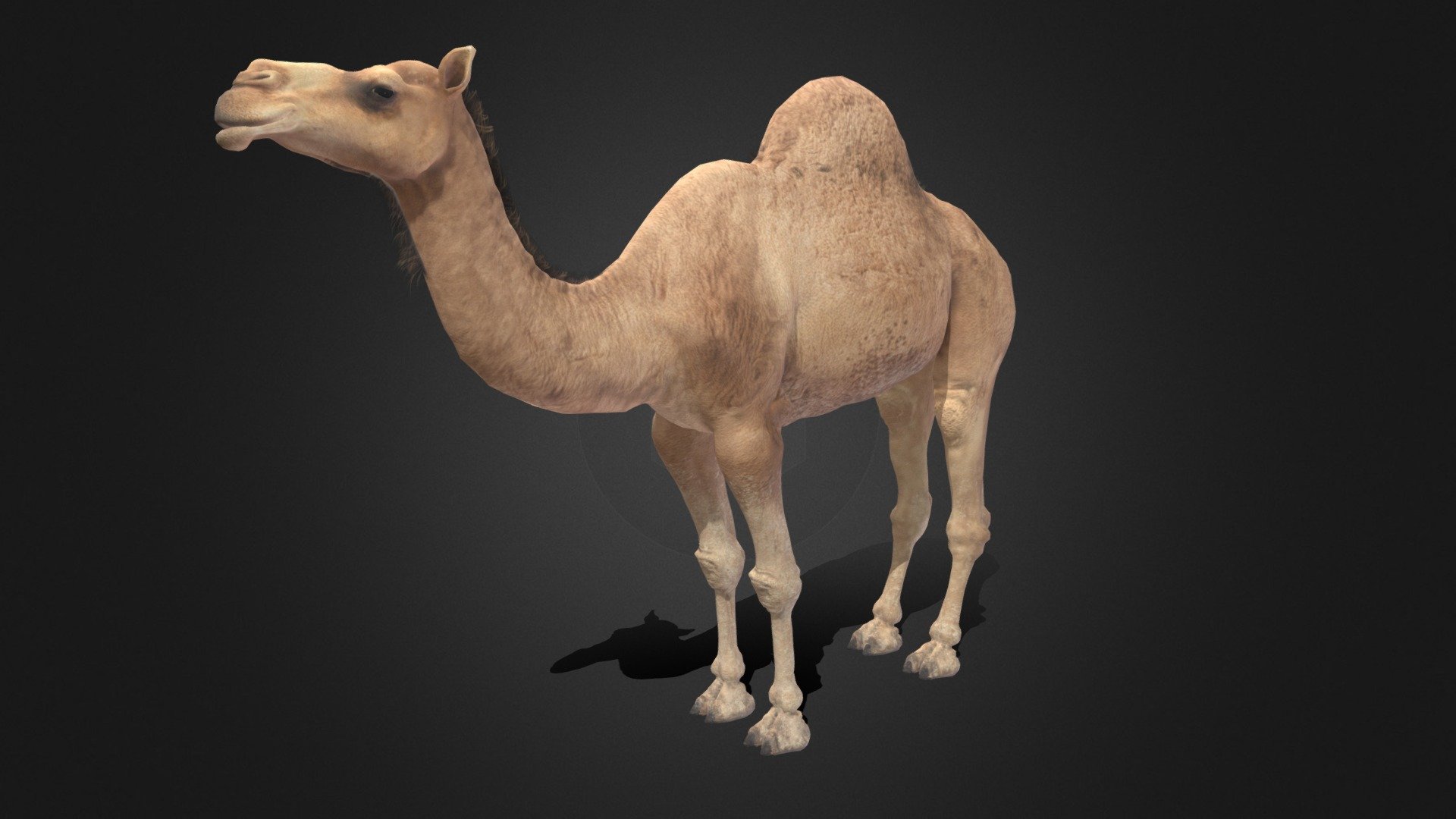 Camel Buy Royalty Free 3d Model By Owltic [d5f7d94] Sketchfab Store