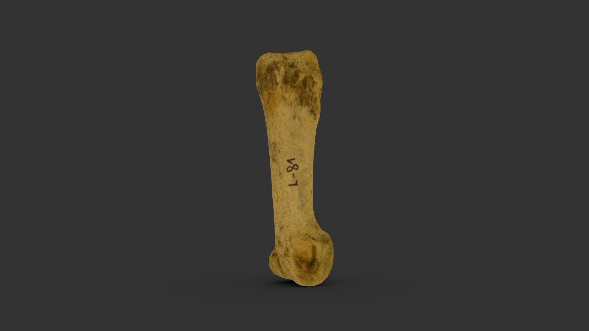 Falange primera de Llama L-81 - 3D model by PAD-MdA [d5f9362] - Sketchfab