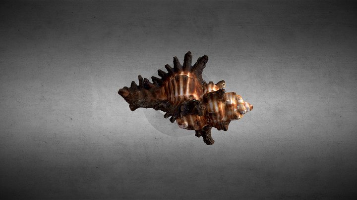 Spiky Sea Snail Shell 3D Model