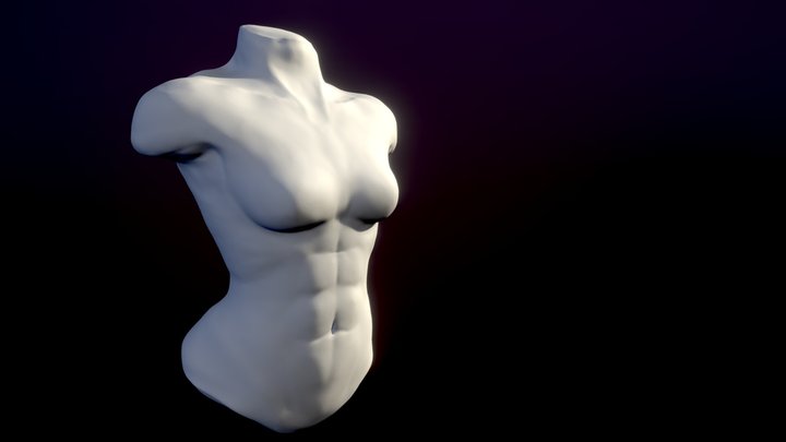 Torso Anatomy Sculpt 3D Model