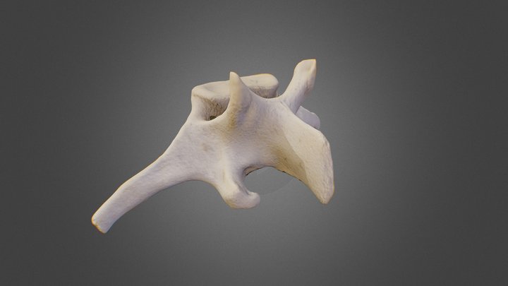 Sheep Vertebrae 3D Model