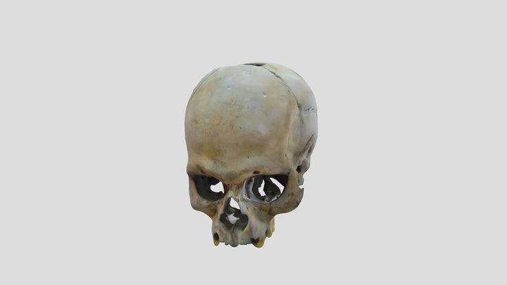 Paleochirugia cranica -Domus de Janas Alghero- 3D Model