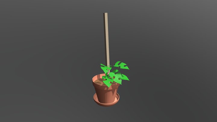 Tetrasperma Rhaphidophora 3D Model