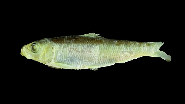 Alewife (river herring), juvenile 3D Model