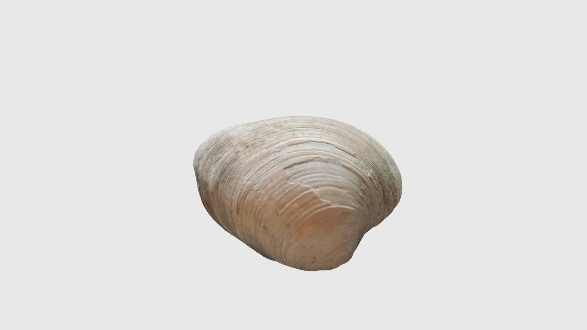 Bivalve Test