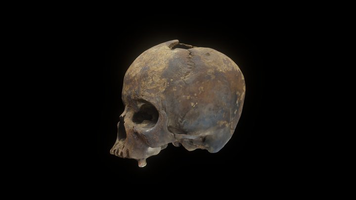 Human Skull female 3D Model