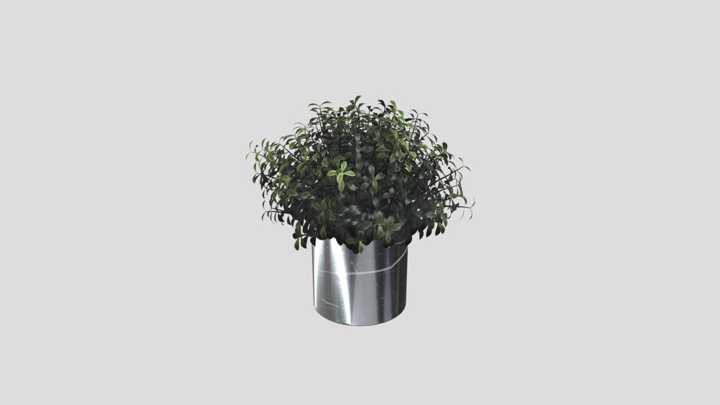 Decorative Potted Green Shrub
