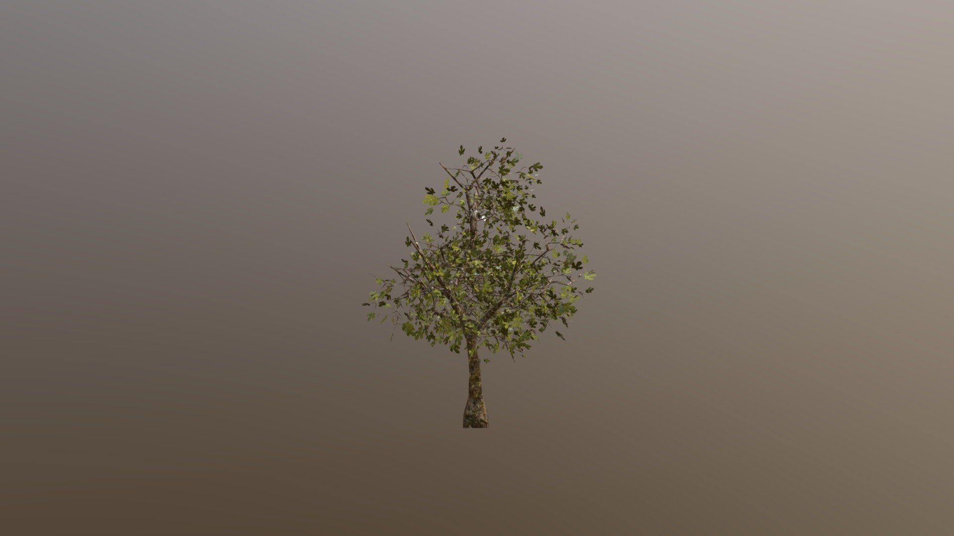Trees_33