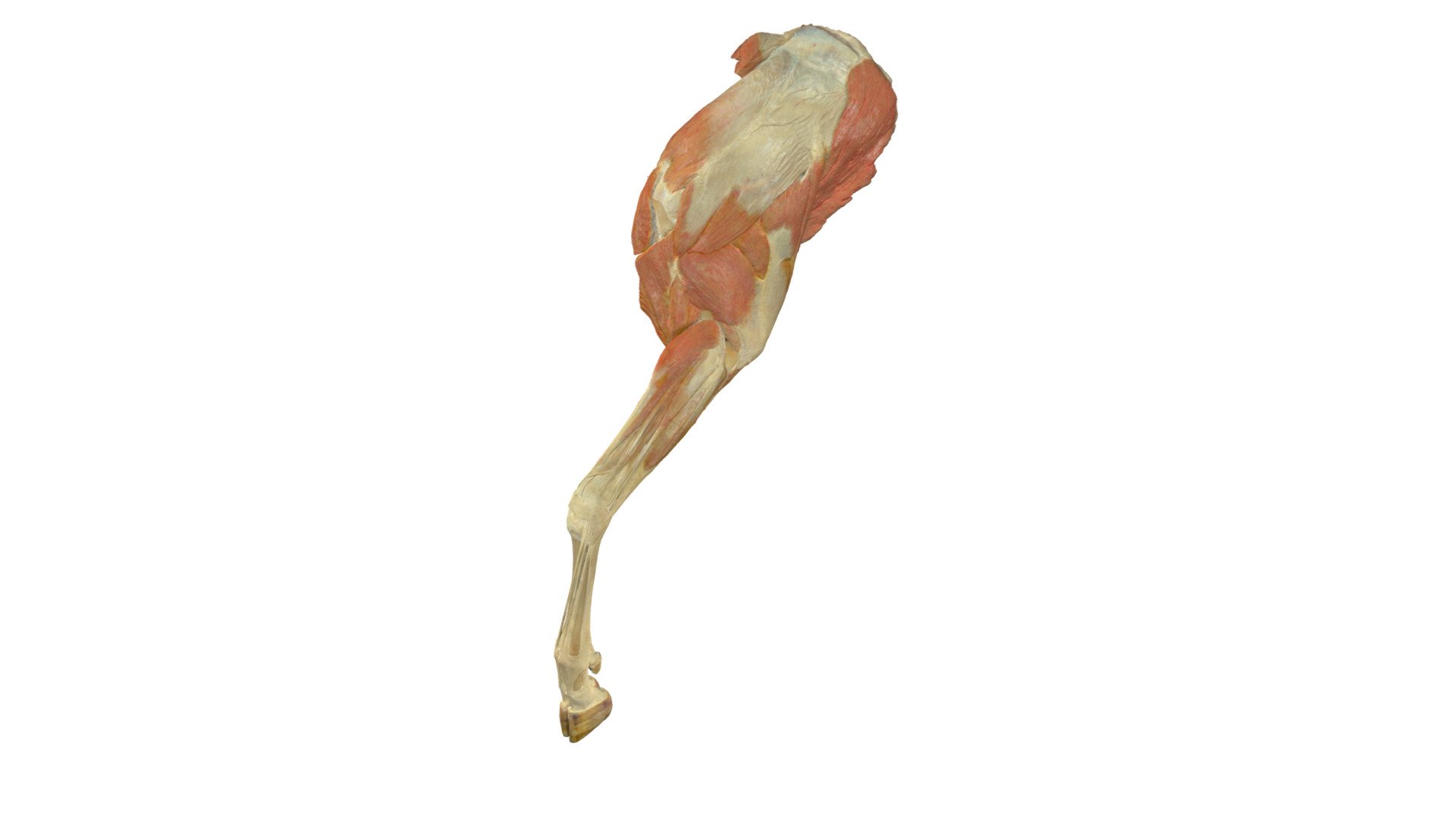Goat, forelimb (plastinate 2) - 3D model by Vetanat.UZH [d6209a8 ...
