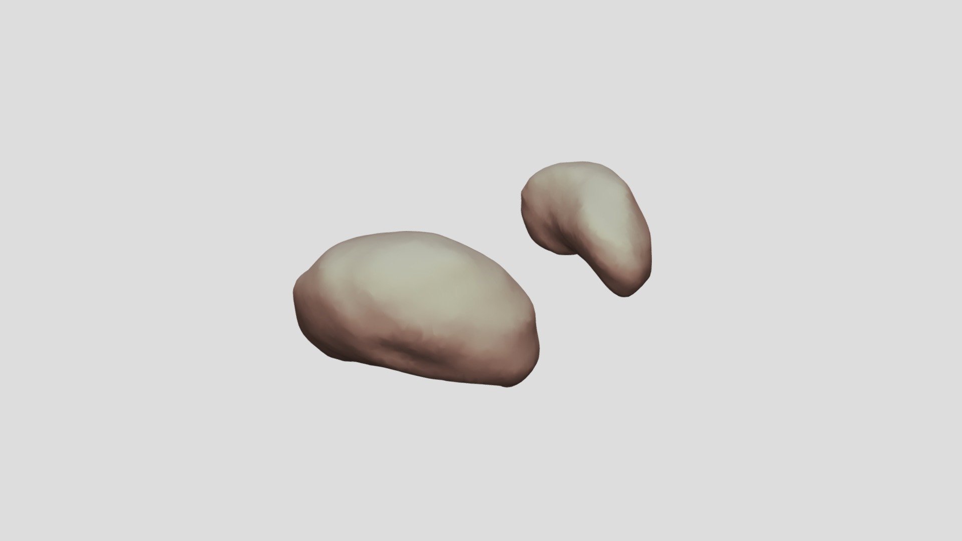 Olfactory organ of a larval Proteus anguinus