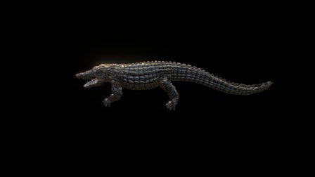 Crocodile 3D Model