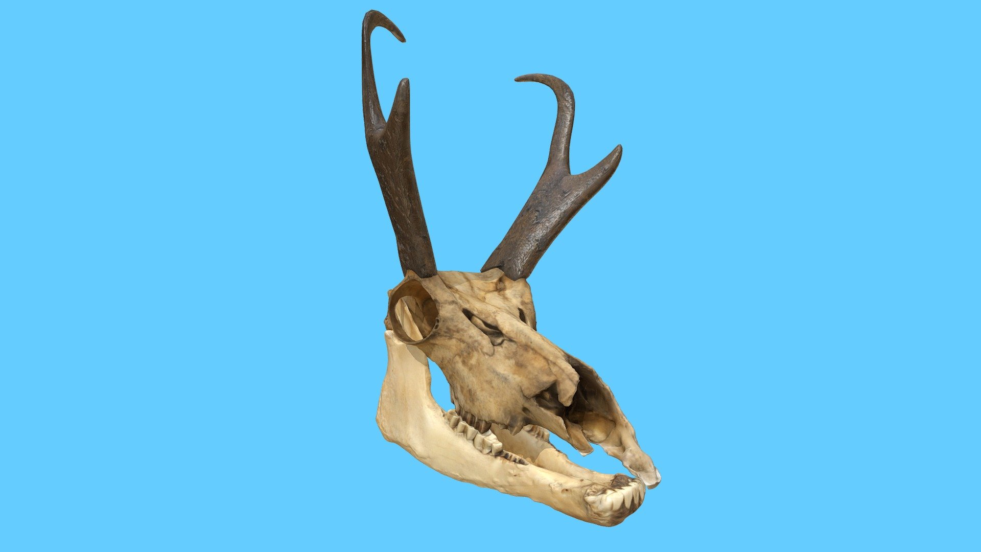 pronghorn antelope skull