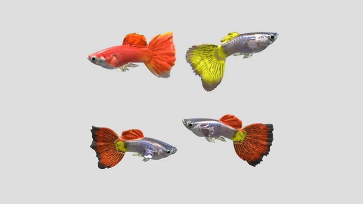 Male Guppies – Modelo 3D gratuito STL