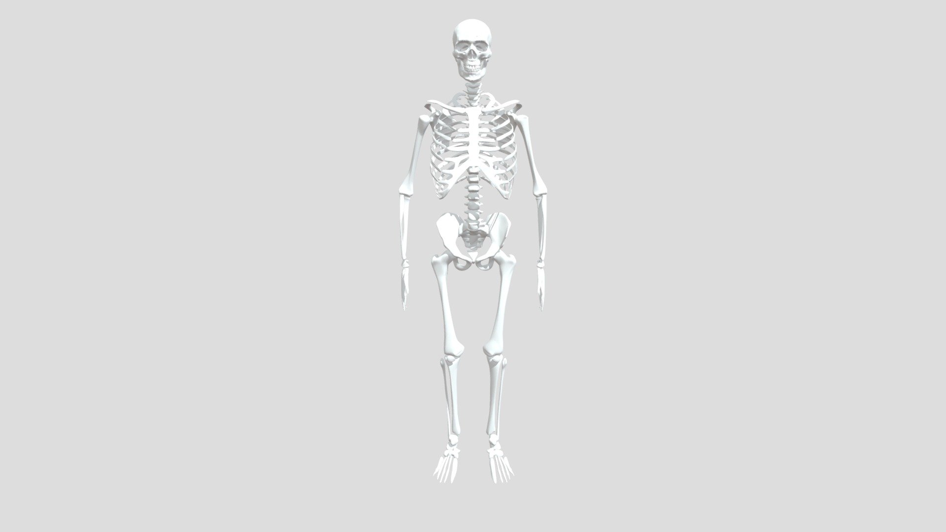 Skelaton - Download Free 3D model by nurindahfadillaharif [d62d778 ...