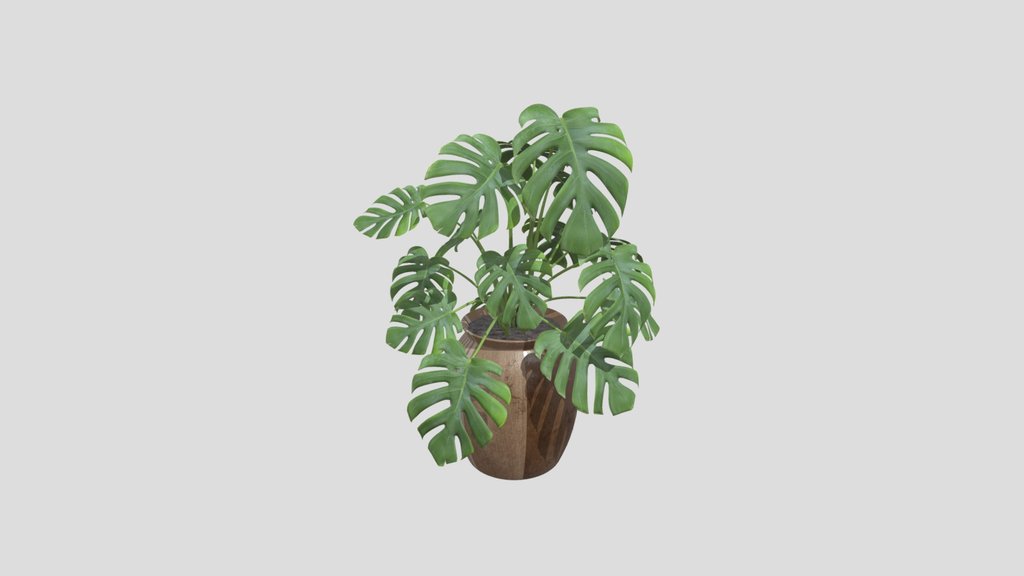 Monstera Borsigiana