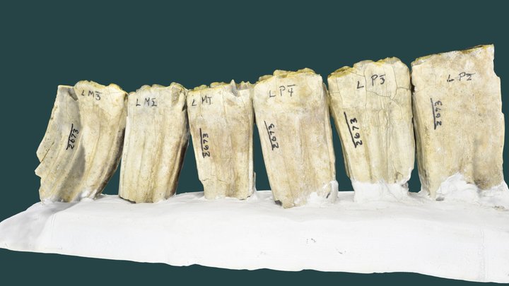 Published_IVCM_790_0_V_2673_2_Equus_Dentary 3D Model