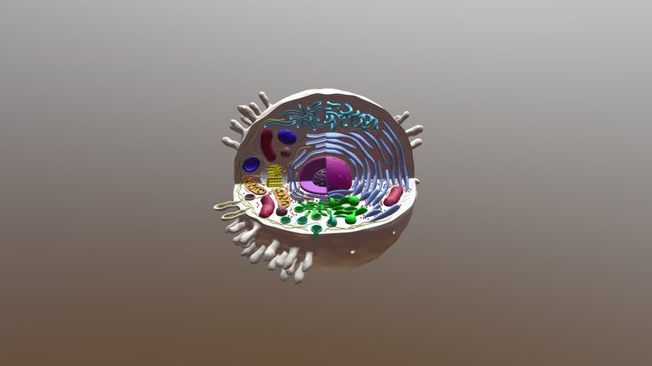 Human Cell 2 3D Model