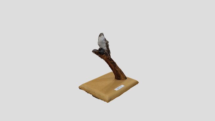 bird 3D Model