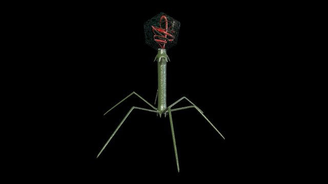 Bacteriophage 3D Model