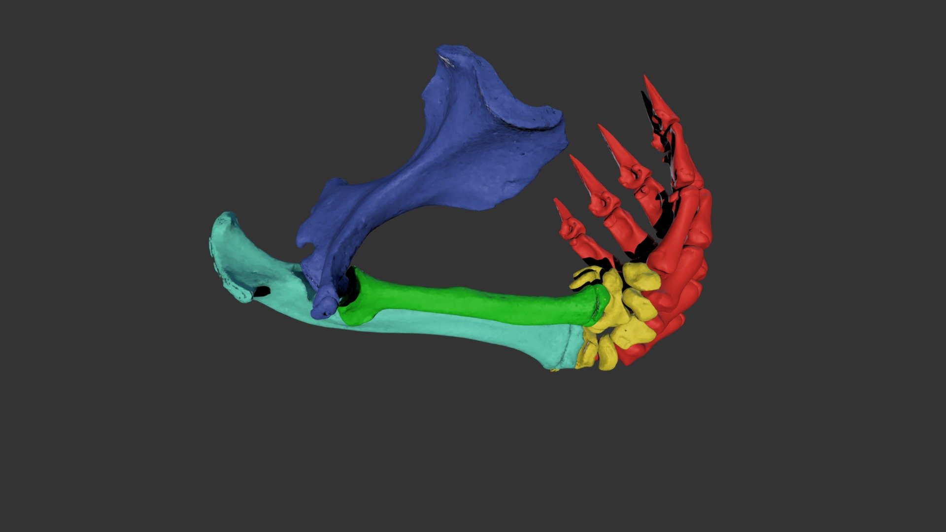 Platypus Right Forelimb