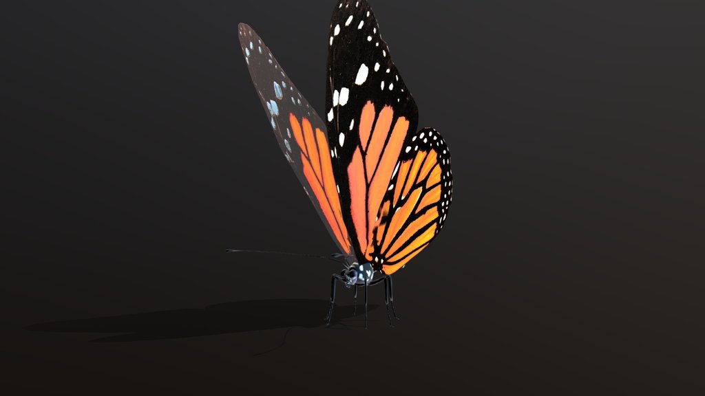 BUTTERFLY