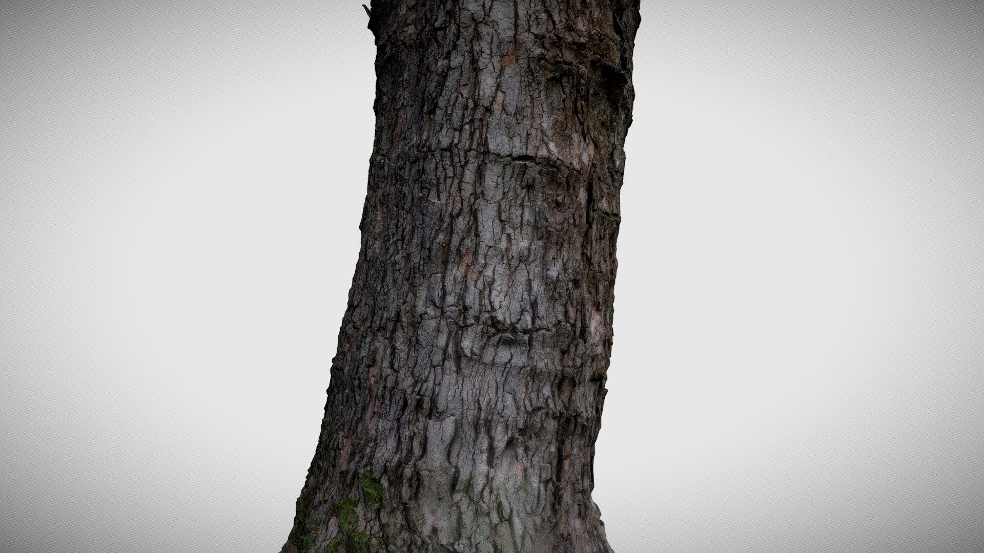 Tree bark - Download Free 3D model by GM3Dscan [d64a042] - Sketchfab