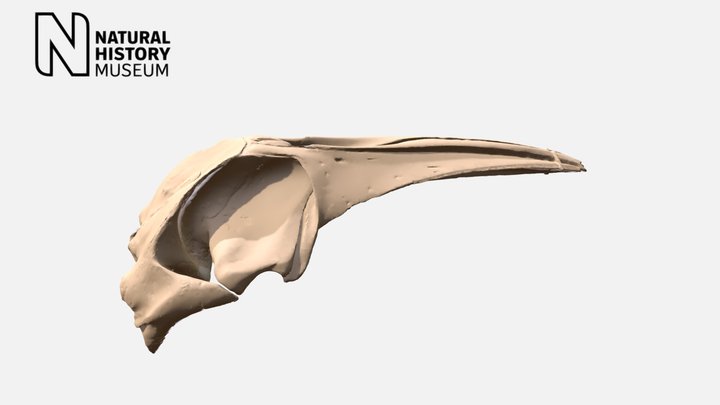 Sei whale cranium – Modello 3D gratuito STL