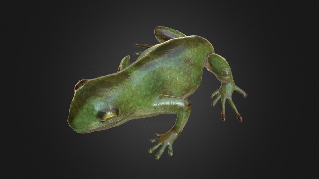 Frog #1 — Sketchfab embed 3D viewer