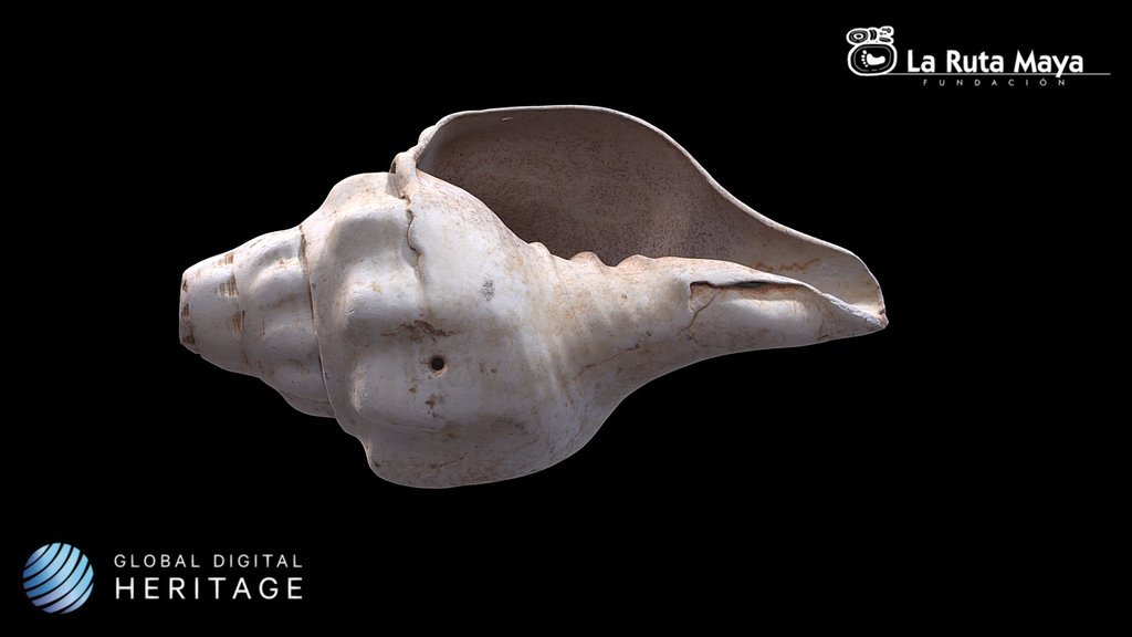 Coch Shell (Trumpet)