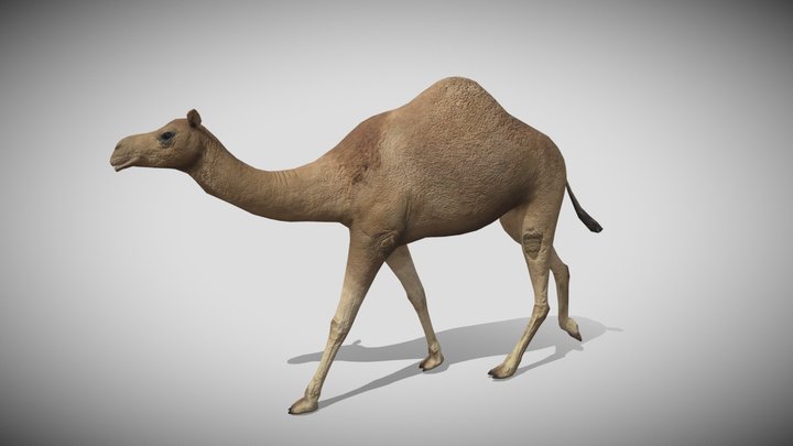 Medhue Camel 3D Model