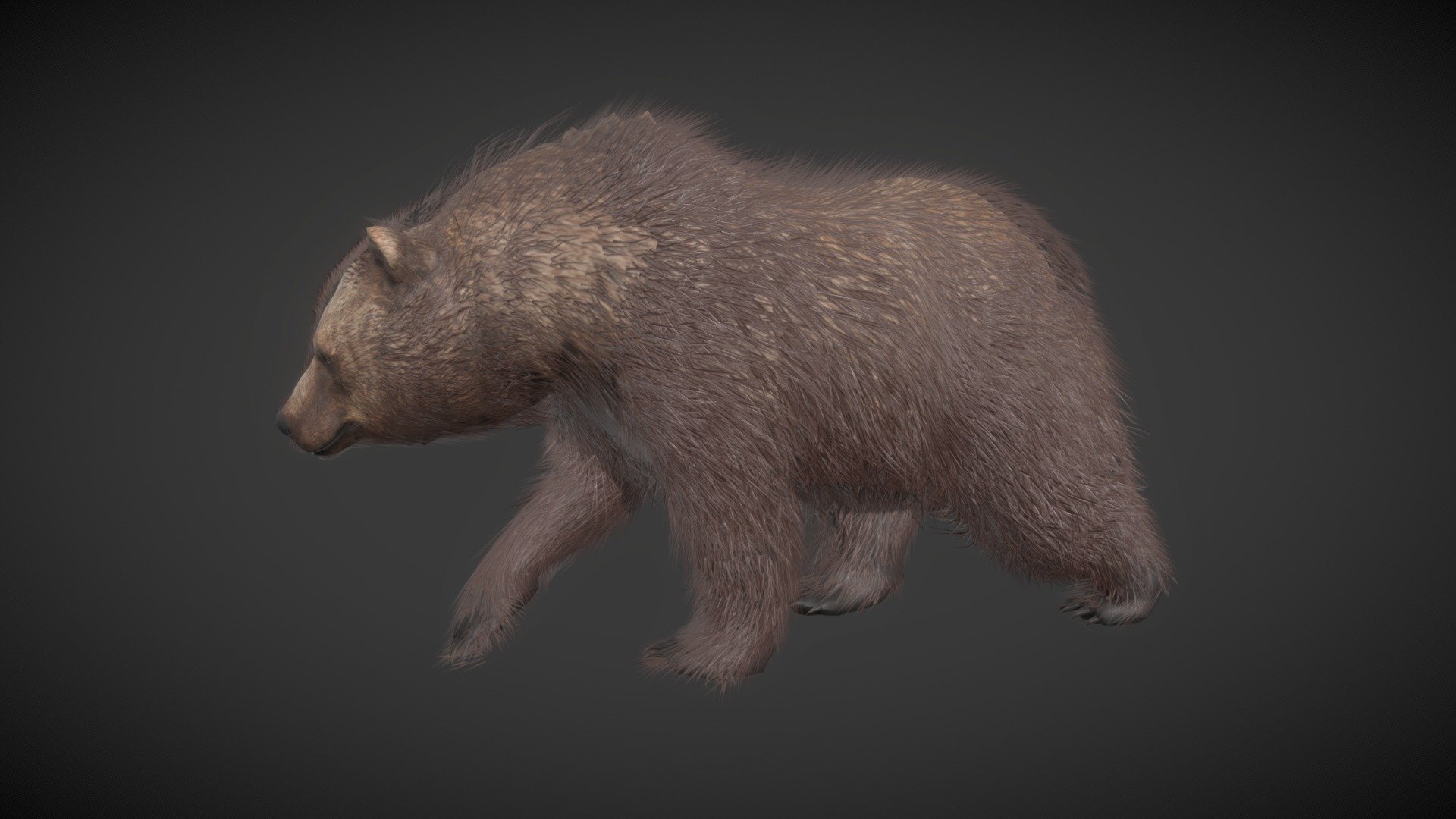 Realistic Bear Rigged And Animated Pack - 3D model by vukhiemton ...