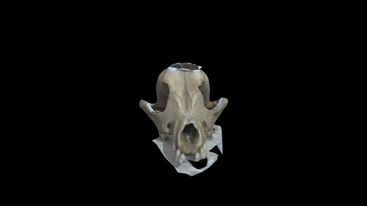 Canis_familiaris_Skull 3D Model