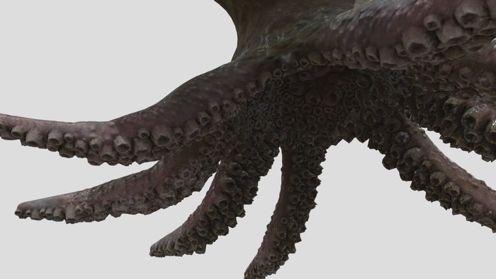 moluska 3D Model