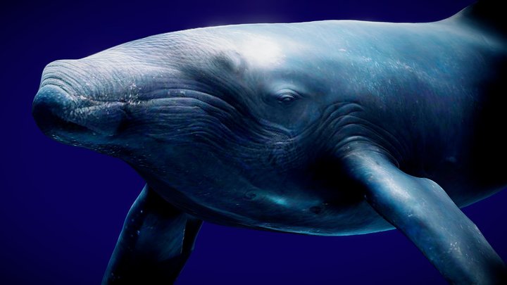 Blue Whale 3D Model