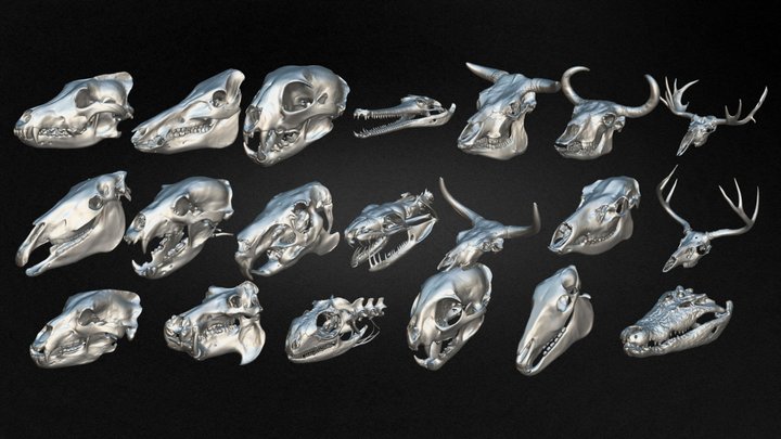 Pack Of 20 Animal Skulls Vol 01 3D Model