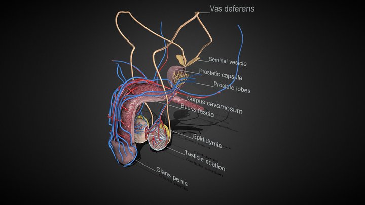 Male Reproductive Organs 3D Model