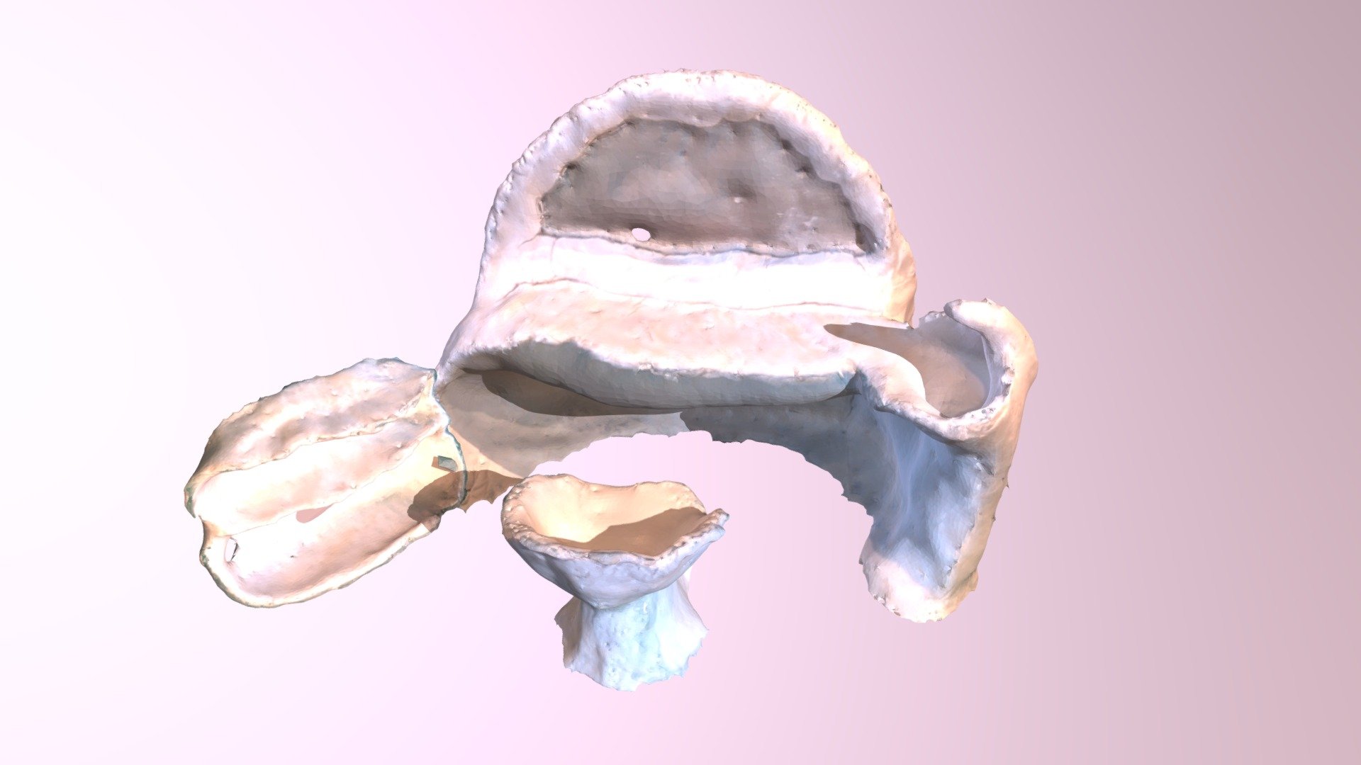 TOKATU - 3D model by rodenas-ana [d66bc8c] - Sketchfab