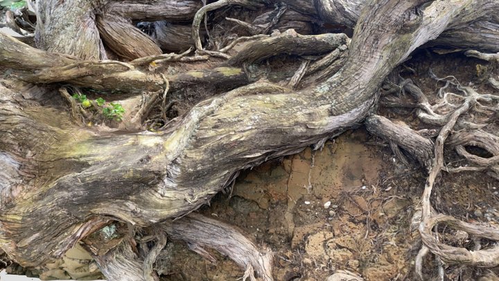 Pōhutukawa Cliff Side 3D Model