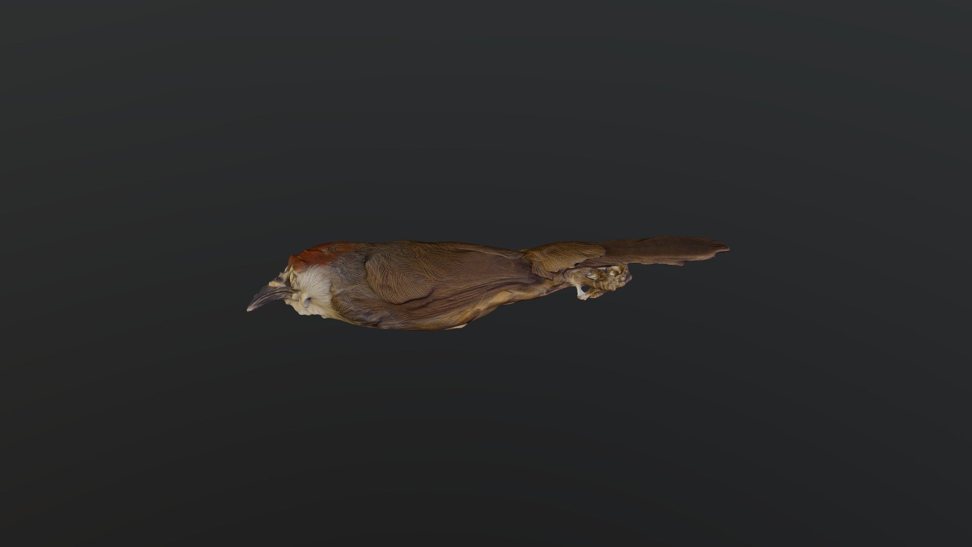 Chestnut-capped Babbler - Timalia pileata