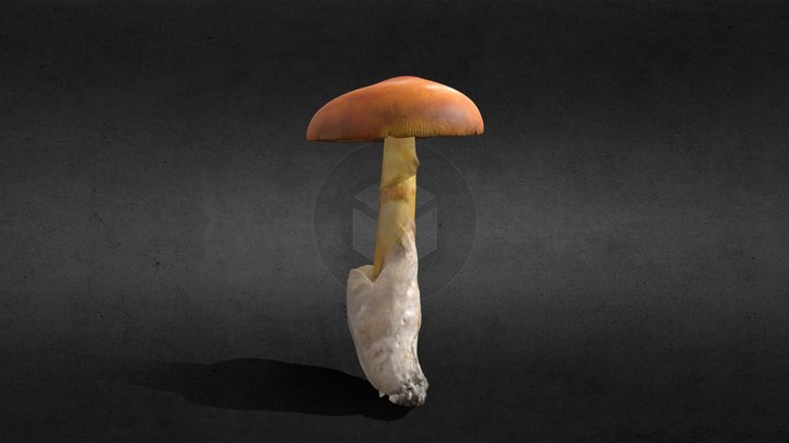 Royal mushroom / Царский гриб 3D Model