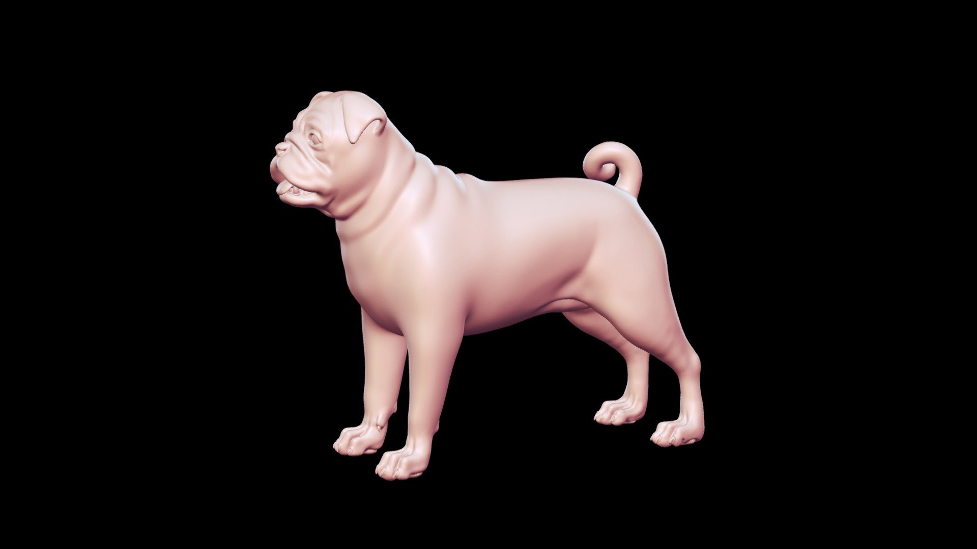 Pug Dog Base Mesh 3D model - Buy Royalty Free 3D model by Peternak 3D ...