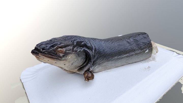 uhor 1 3D Model