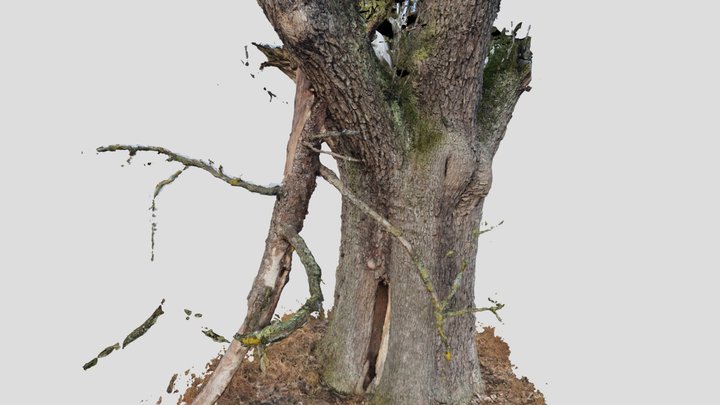 old pear tree trunk 3D Model