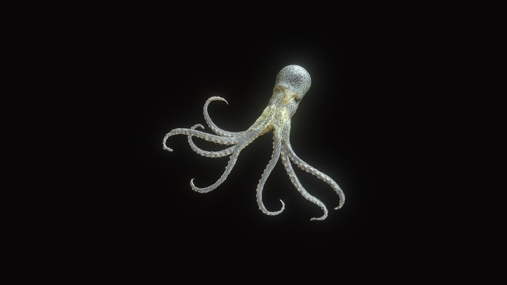Blaschka Octopus 3D Model