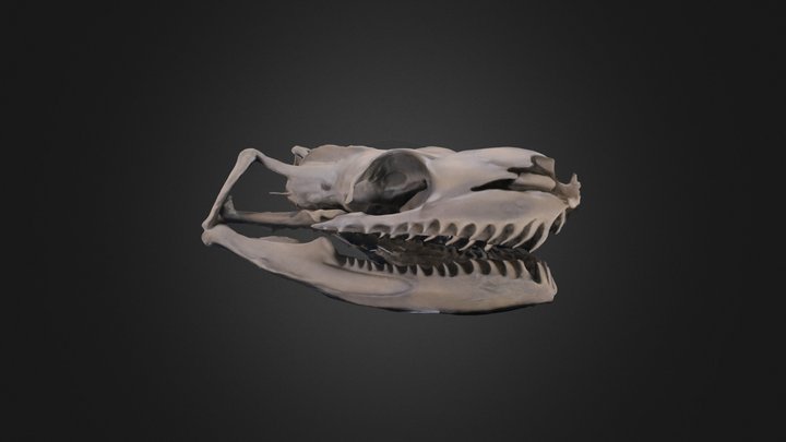 Vertebrate: Titanoboa – Modelo 3D gratuito STL