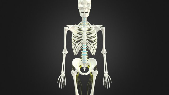 human_skeleton_nerves 3D Model