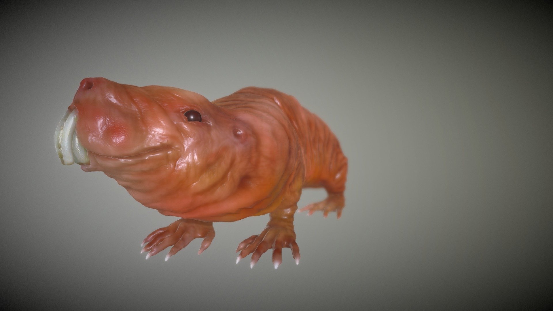 Naked Mole Rat - 3D model by Q.art (@Q.art) [d68997f]