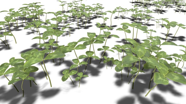 Clovers - Plants / Foliage