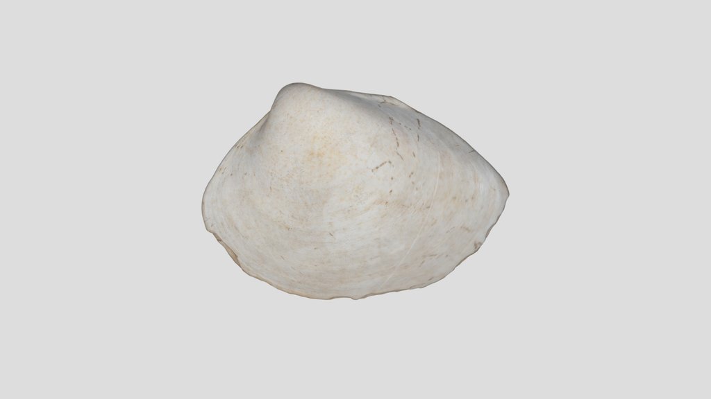 貝刃　shell acraper