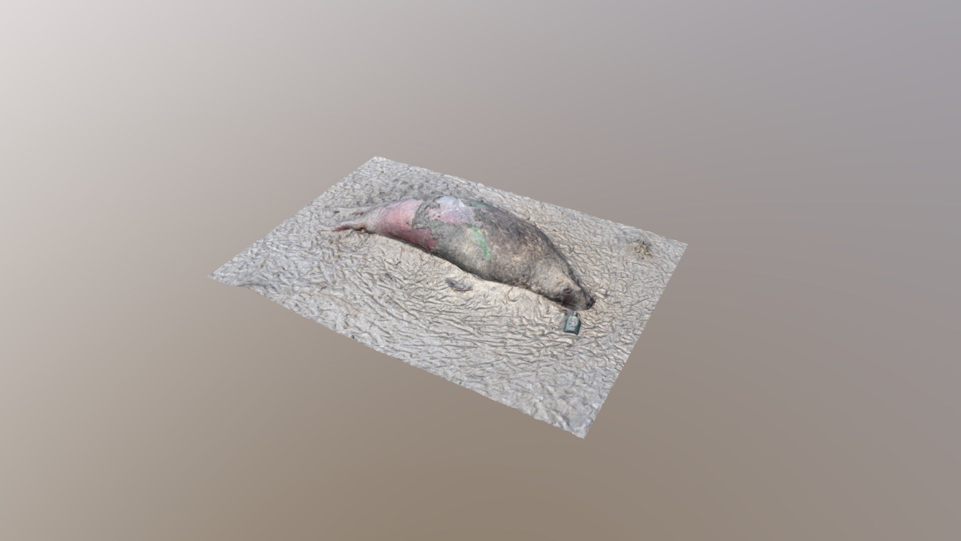 Morbid Beach Finds #13:  Grey seal